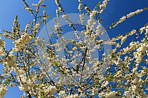 British Spring Flowers