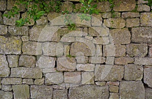 British Stone Wall with Green Plant