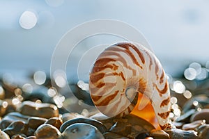 British summer beach with nautilus pompilius sea shell
