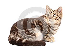 British tabby cat