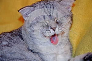 British tabby shorthair cat is yawning and shows tongue. kitty lying on a yellow rug,