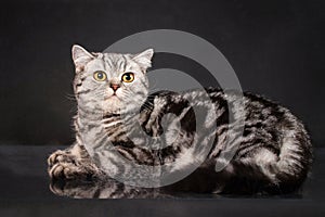 British tabby shorthair young cat with yellow eyes, britain kitten on black background