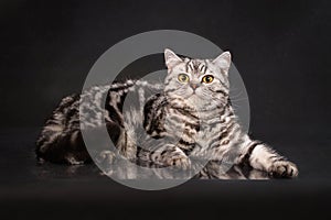 British tabby shorthair young cat with yellow eyes, britain kitten on black background