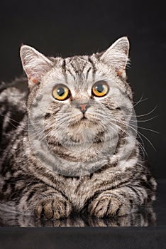 British tabby shorthair young cat with yellow eyes, britain kitten on black background, closeup portrait