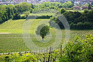 British Vineyard in the Surrey Hills, UK