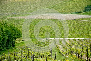 British Vineyard in the Surrey Hills, UK