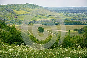 British Vineyard in the Surrey Hills, UK