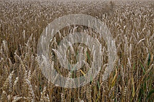 British Wheat Field in July