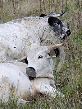 British White cattle.