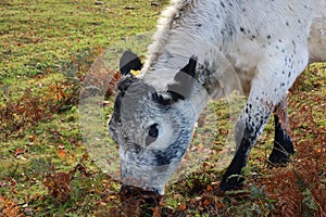 British White cattle - Roydon Common