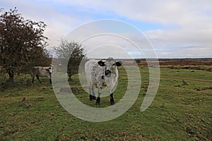 British White cattle - Roydon Common