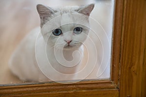 British white shorthair cat at door look for its owner or parent