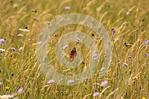 A British wildflower meadow with a Peacock butterfly feeding on corn flowers