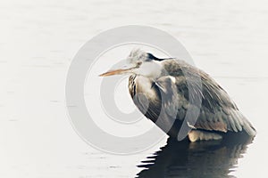 British wildlife. Grey heron in water