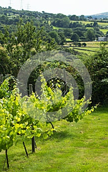 British wine. Vineyard near Caernarfon in north Wales