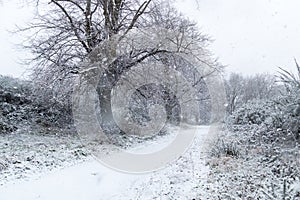 British Winter Snow