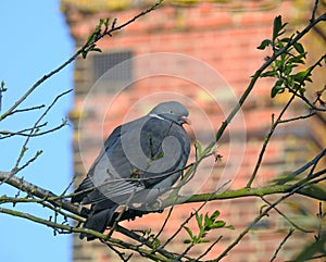 British wood pigeon perching perch tree branch chimney country countryside rural birds bird pigeons