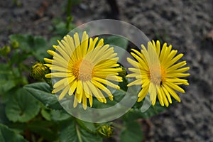 British yellowhead flowers Inula Britannica