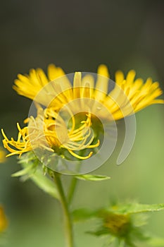 British yellowhead, Inula britannica, yellow budding flower