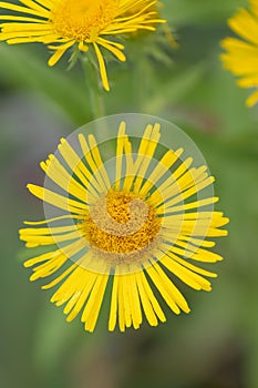 British yellowhead, Inula britannica, yellow flower from above