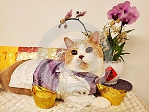 Britishshorthaircat adorablecat lovelycat cute Chinese New Year