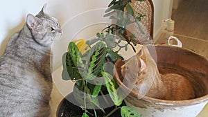 Briton watching red kitten in a pot