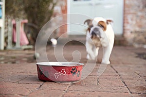 Britsh Bull Dog Walking to Dog Bowl photo