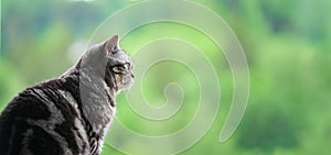 Britsh short hair silver tabby cat against green background photo