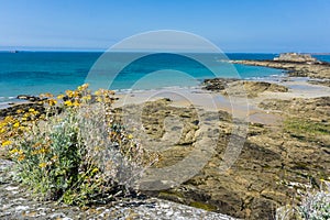 Brittany coast, blue ocean, yellow flowers