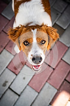 Brittany dog female puppy looking up with curious eyes