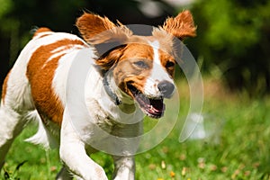 Brittany dog spaniel female puppy running towards camera
