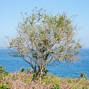 Brittany, ile de Groix