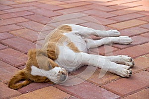 Brittany puppy sleeping outdoors