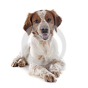 Brittany spaniel