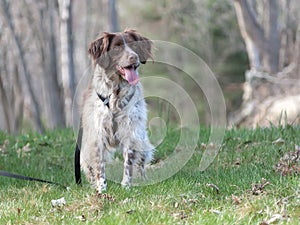 Brittany Spaniel