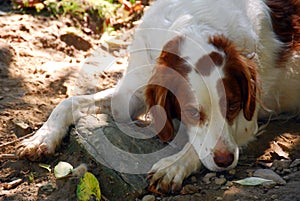 Brittany Spaniel Dog 2