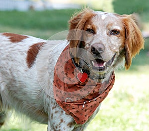 Brittany Spaniel dog