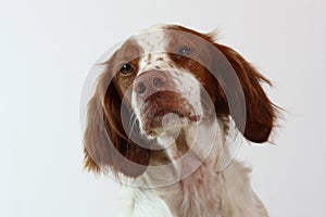 Brittany spaniel dog looking to the side