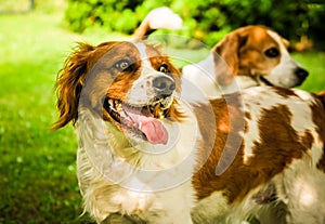 Brittany Spaniel dog outside.