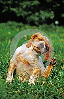 Brittany Spaniel Dog, Puppy Scratching its Ears