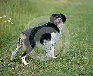 Brittany Spaniel, Dog standing on Grass with Tongue Out