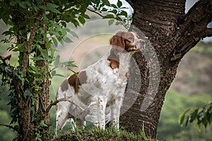 Brittany spaniel female dog portrait