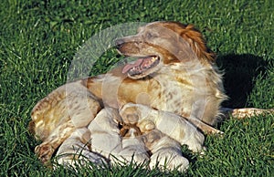 BRITTANY SPANIEL, FEMALE WITH PUPPIES SUCKLING