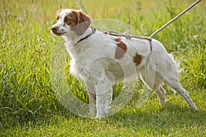 Brittany spaniel in field