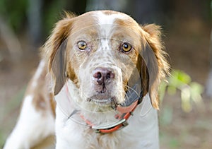 Brittany Spaniel hunting dog with safety orange tracking collar