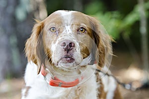 Brittany Spaniel hunting dog with safety orange tracking collar