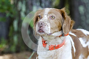 Brittany Spaniel hunting dog with safety orange tracking collar