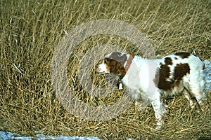 Brittany Spaniel on Point