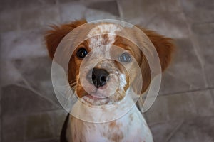 Brittany Spaniel Puppy