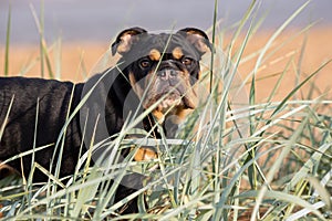 Brittish Bulldog Pup in the beach grass